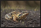 Heikikker, Moorfrog, Rana arvalis Location: Twente, the Netherlands heikikker kopie